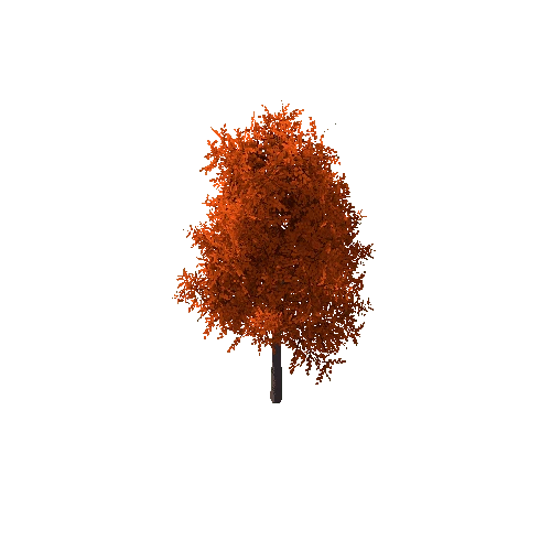 Tree_A Autumn_3